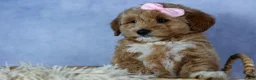 Mini Goldendoodle dogs for sale: 🐾 Meet Nixie – F2B Mini Goldendoodle Puppy 🐾 - Ad 8