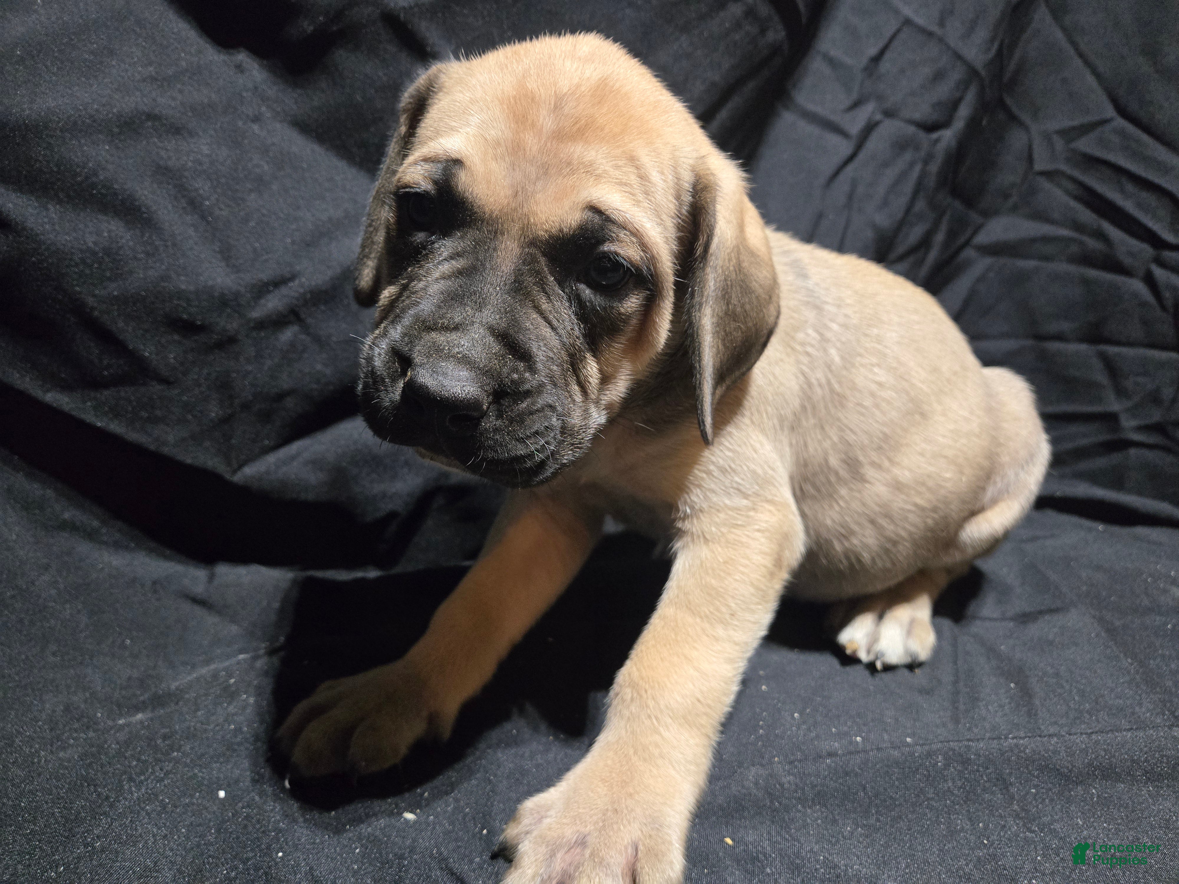 English Mastiff dogs Flo - Ad 32