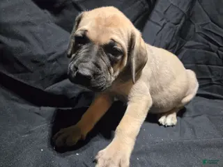 English Mastiff dogs Flo - Ad 32