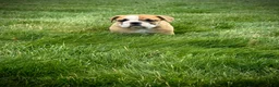 English Bulldog dogs for sale: Rex - Ad 13
