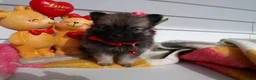 Pomeranian dogs for sale: Pomeranian Puppy 3 Chatty - Ad 3