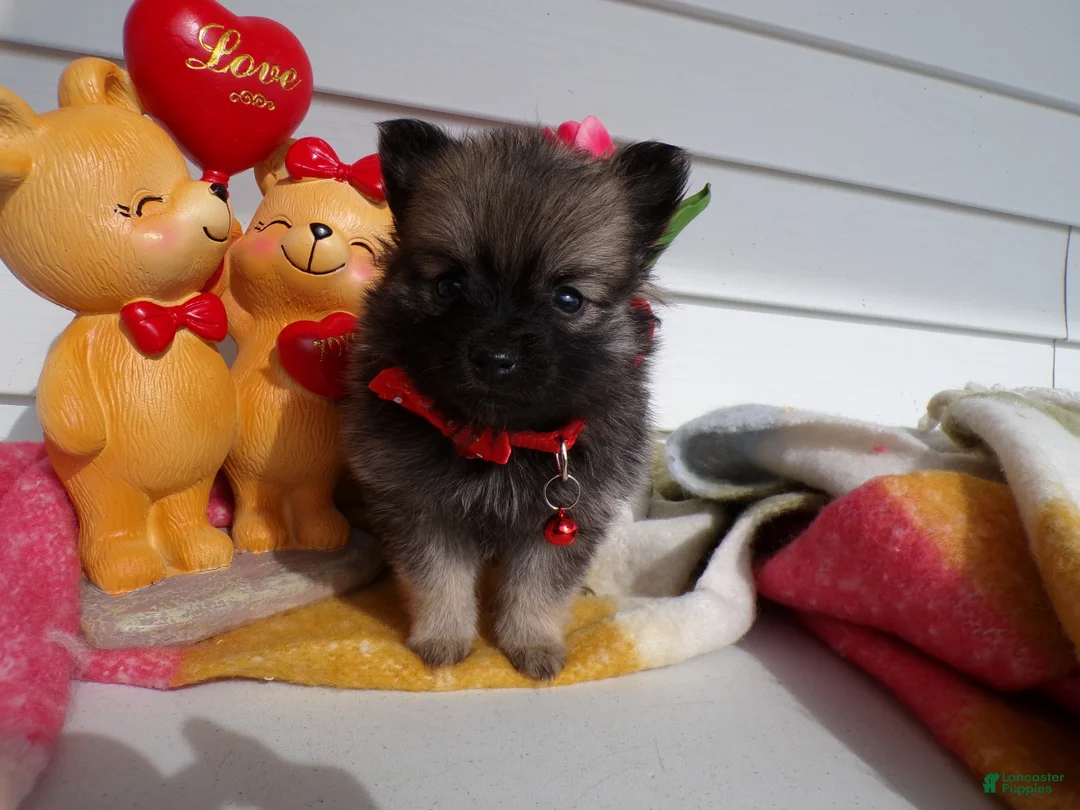 Pomeranian dogs for sale: Pomeranian Puppy 3 Chatty - Ad 3