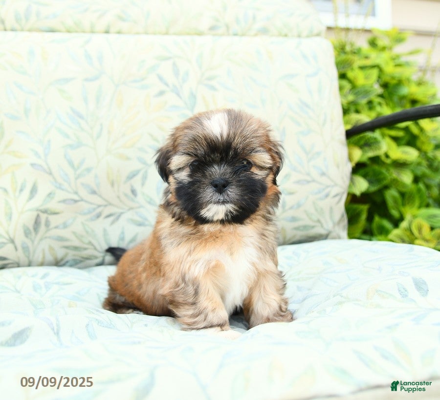 Terrier Mini Pinscher And Shih Tzu Yorkshire Yorkie And Miniature