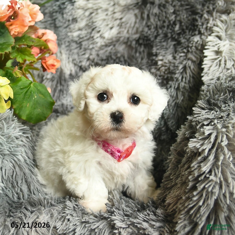 Bichon Frise dogs Carla  - Ad 2