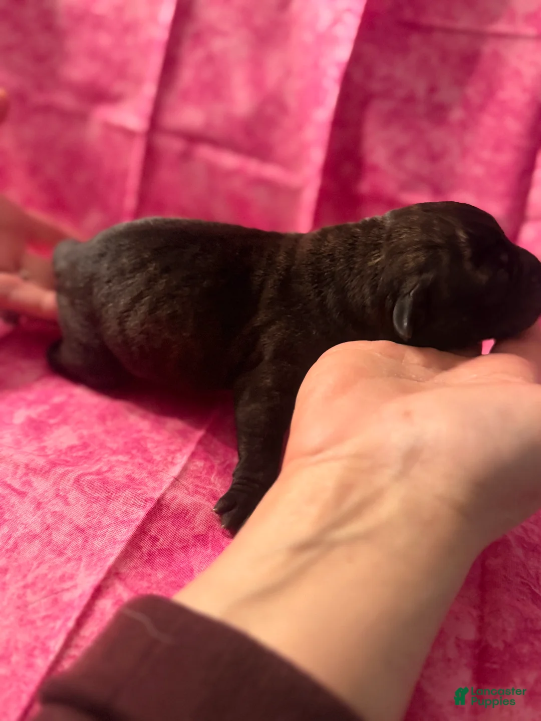 Cane Corso dogs for sale: Cane Corso Puppy 5 - Ad 2
