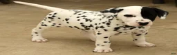 Dalmatian dogs for sale: Patches - Ad 9