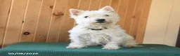Westiepoo dogs for sale: Frank  - Ad 6