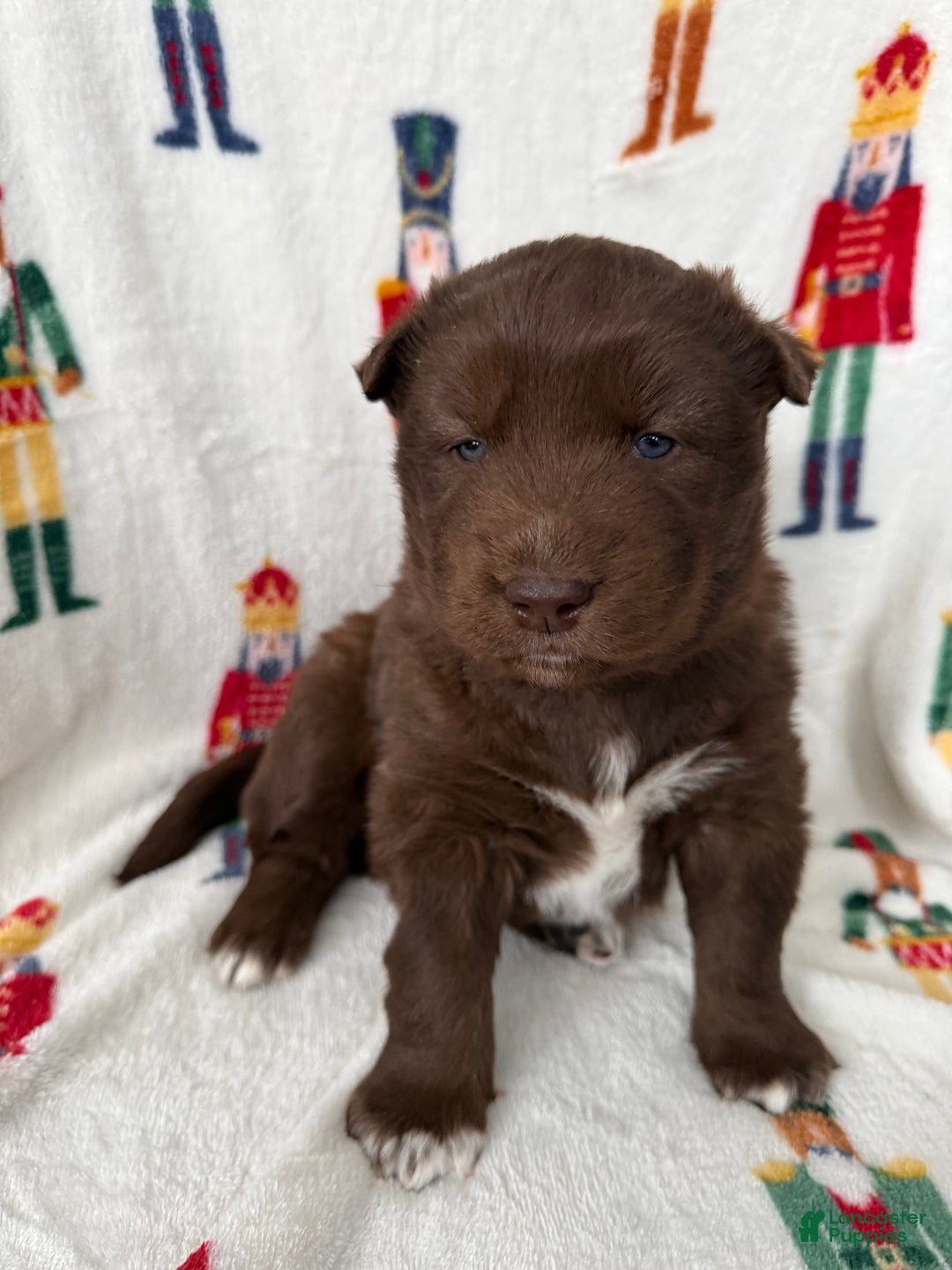 Siberian Husky dogs for sale: Chestnut - Ad 1