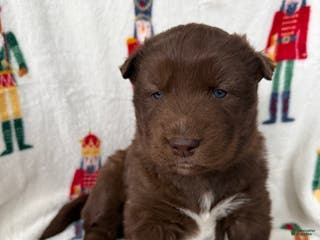 Siberian Husky dogs Chestnut - Ad 29