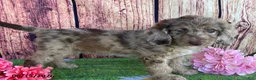 Miniature Labradoodle dogs for sale: Sunshine - Ad 10