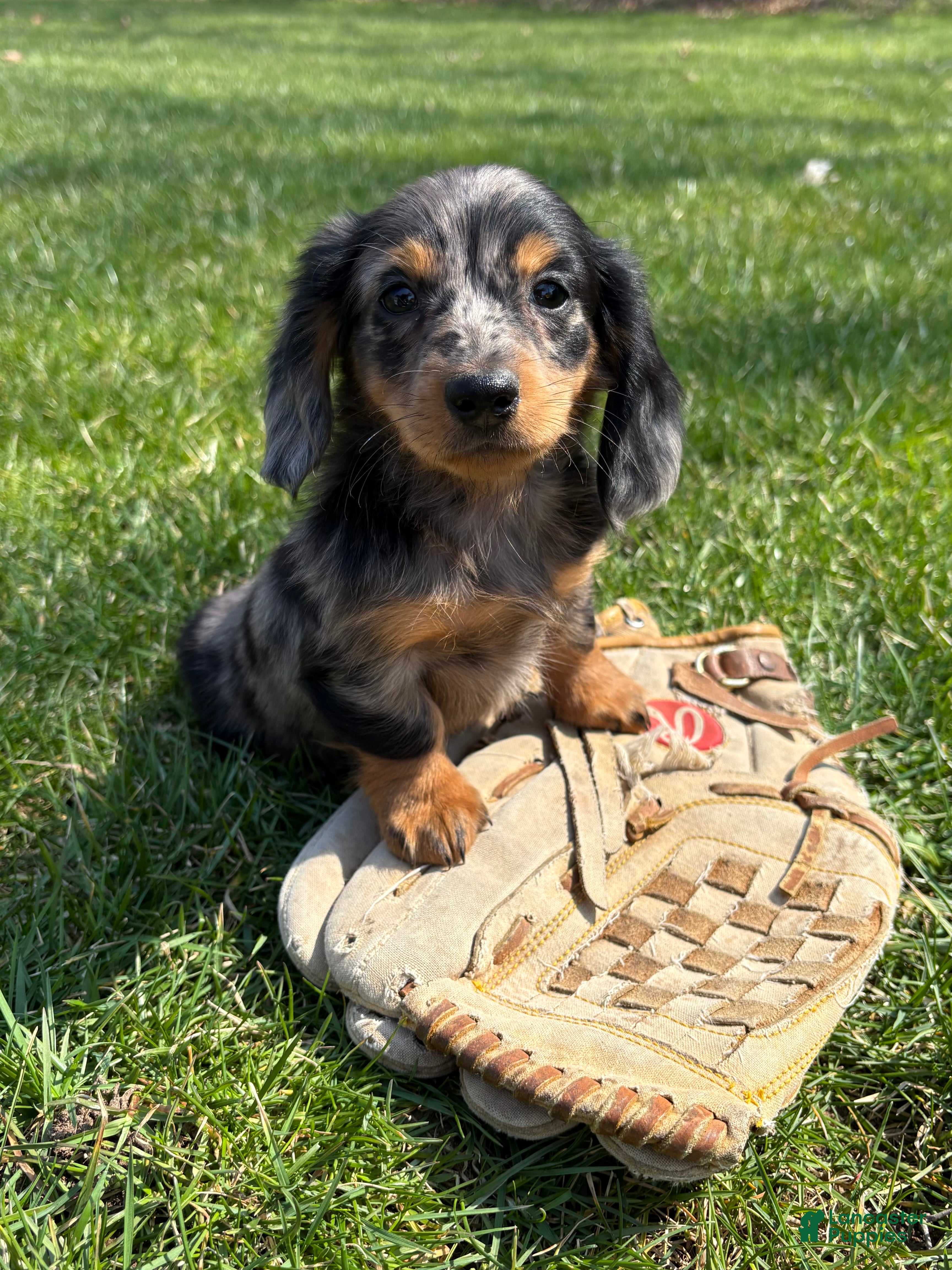 Dachshund dogs Vendo - Ad 1
