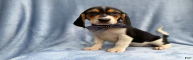 Wags