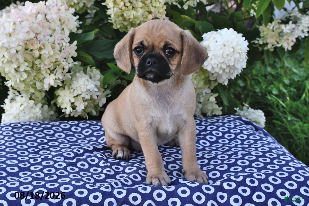 Mixed Breed dogs Coco  - Ad 1