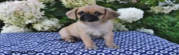 Mixed Breed dogs for sale: Coco  - Ad 1