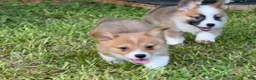 Welsh Corgi Pembroke dogs for sale: Hoss - Ad 11