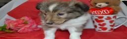 Shetland Sheepdog dogs for sale: Valentina - Ad 5