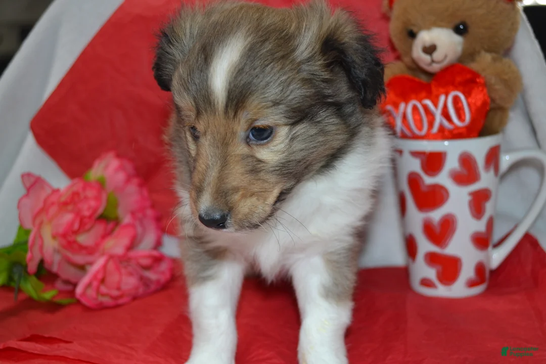 Shetland Sheepdog dogs for sale: Valentina - Ad 5
