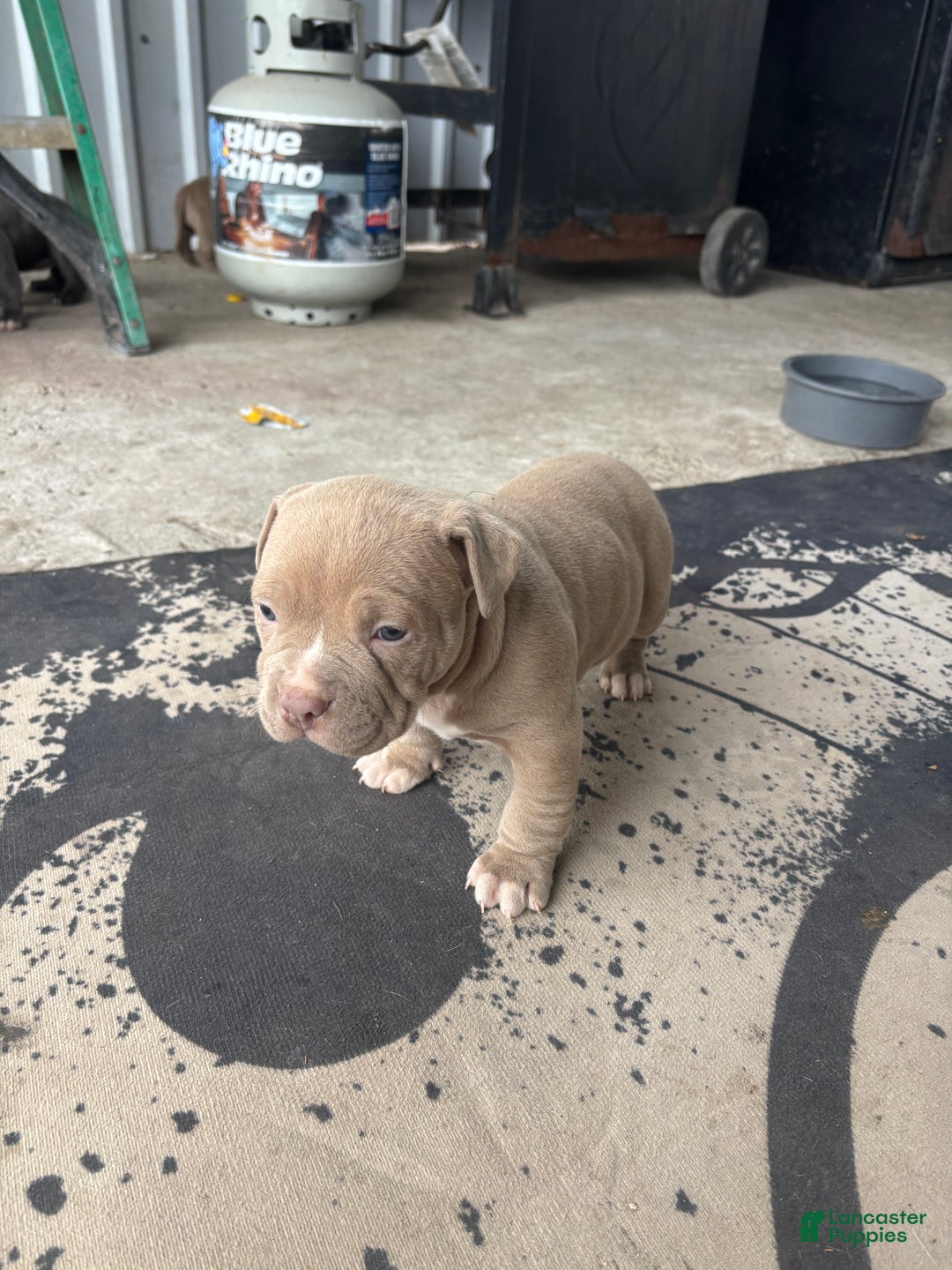 American Pit Bull Terrier dogs for sale: American Pit Bull Terrier Puppy 2 - Ad 1