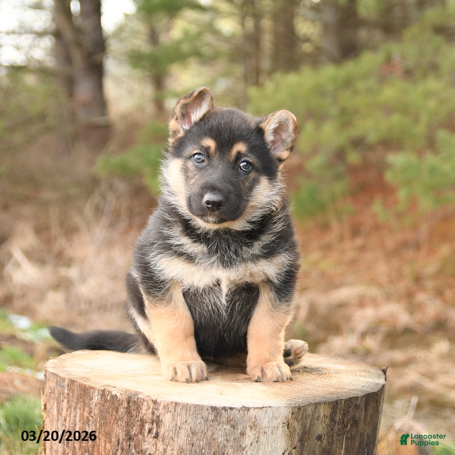 German Shepherd dogs Honey - Ad 2