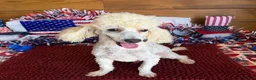 Toy Poodle dogs for sale: Newton - Ad 3