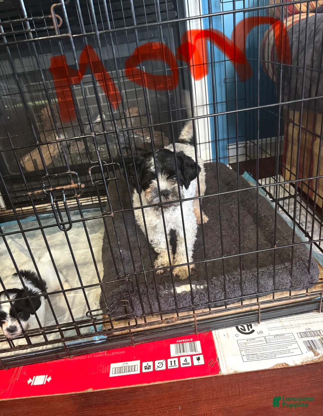 Malshi dogs for sale: ✨Luna✨ - Ad 6