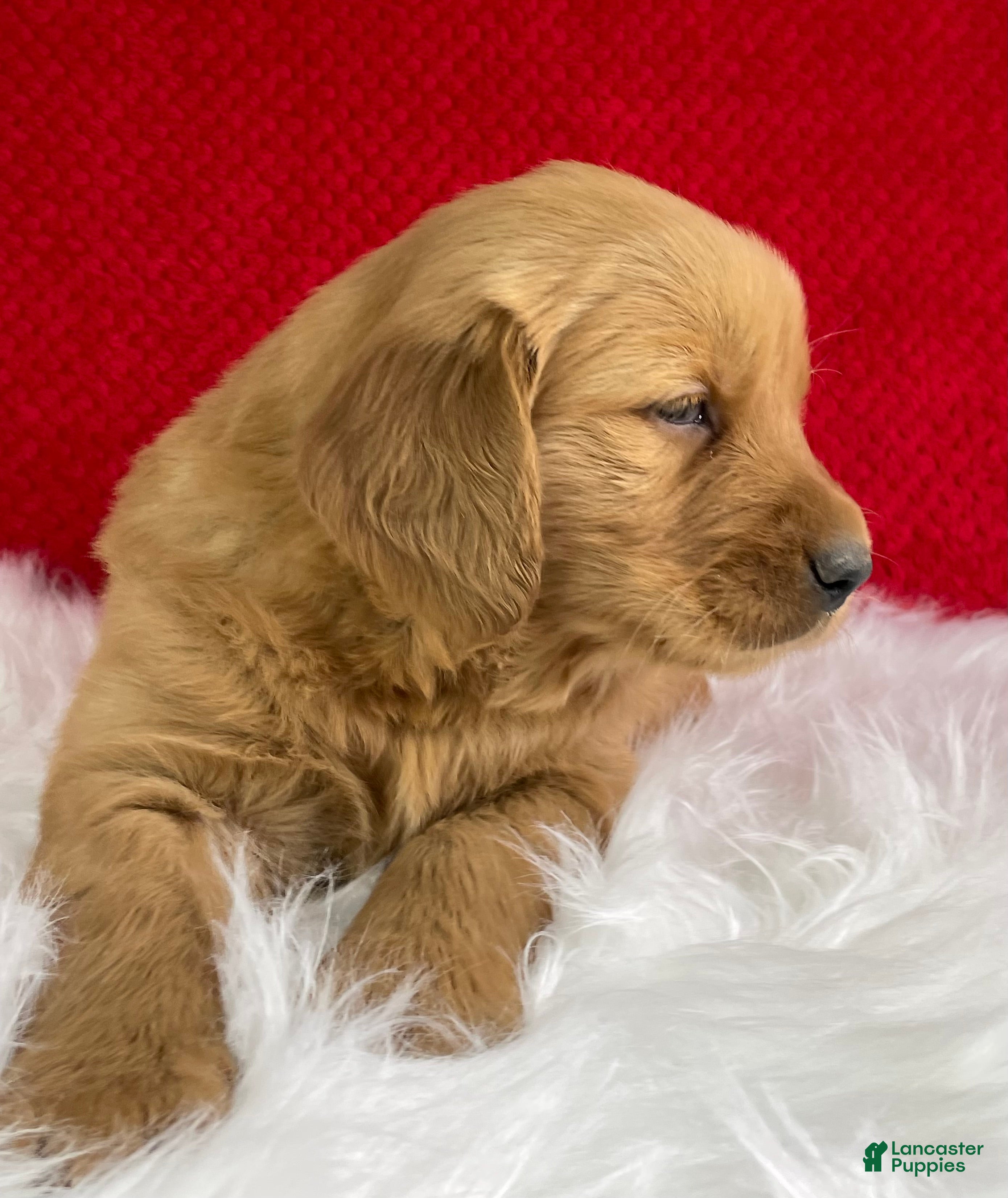 Golden Retriever dogs Hazel - Ad 2