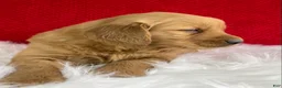 Golden Retriever dogs for sale: Hazel - Ad 2