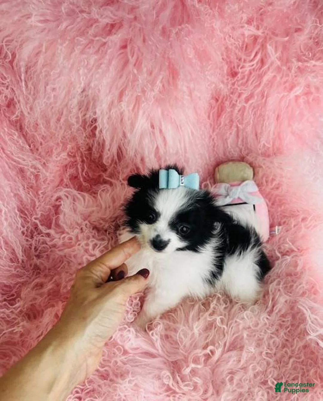 Maltipom dogs for sale: Maltipom Puppy 1 - Ad 2