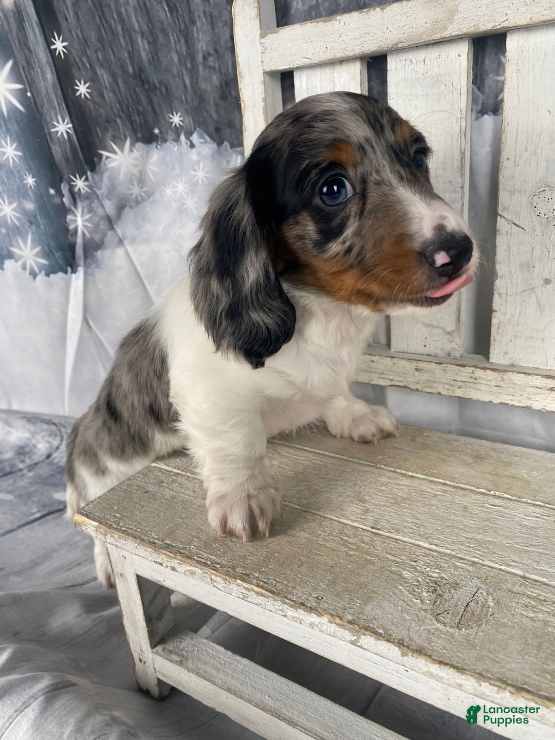 Miniature Dachshund dogs for sale: Milo - Ad 2