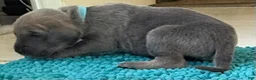 Great Dane dogs for sale: Teal - Ad 3