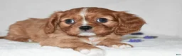 Cavalier King Charles Spaniel dogs for sale: Reese - Ad 3
