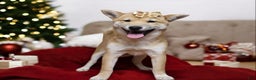 Shiba Inu dogs for sale: Julep - Ad 1