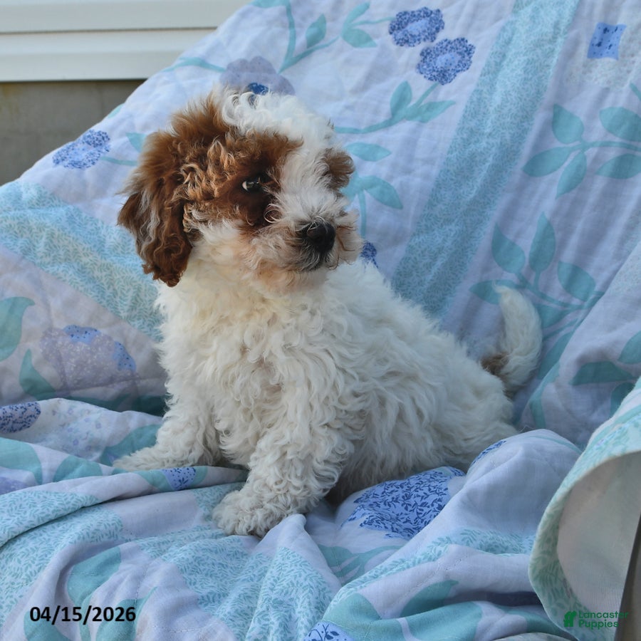 Cavapoo dogs Petey - Ad 2