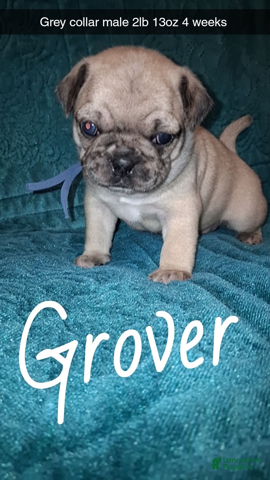 Pug dogs Grover  - Ad 15