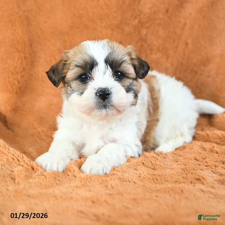 Teddy Bear dogs Nina - Ad 2