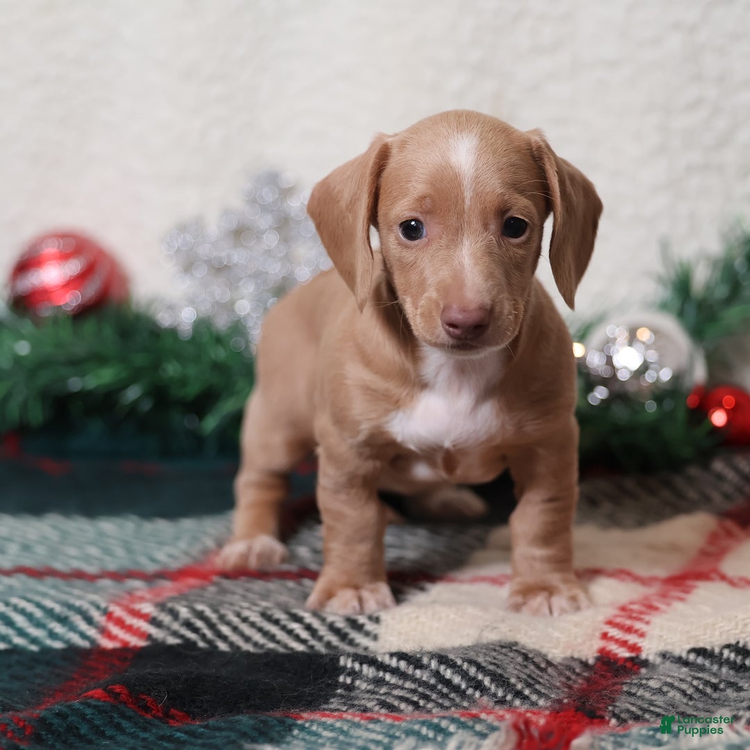 Dachshund dogs for sale: Daphne - Ad 10