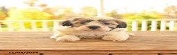 Teddy Bear dogs for sale: Benny - Ad 8