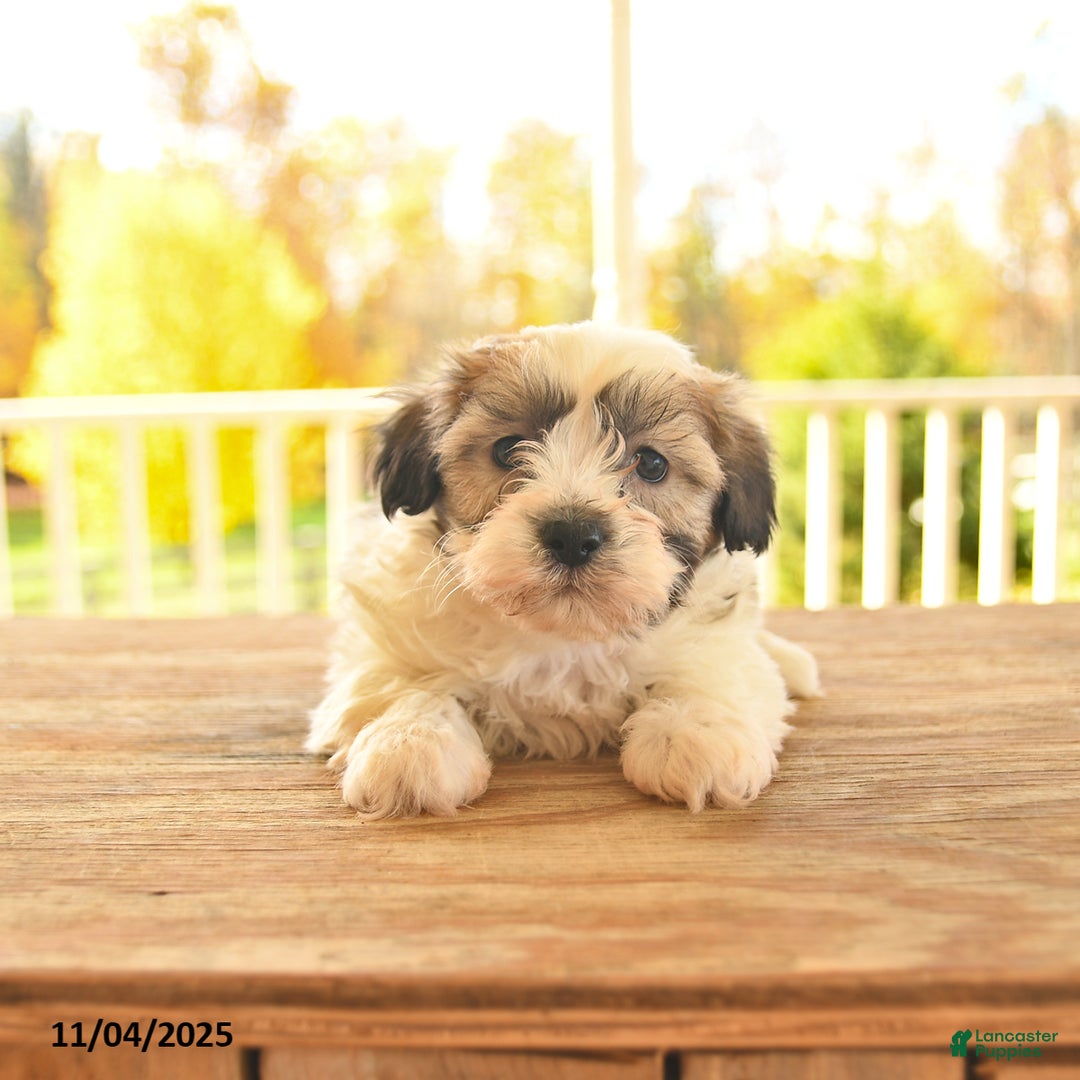 Teddy Bear dogs for sale: Benny - Ad 8