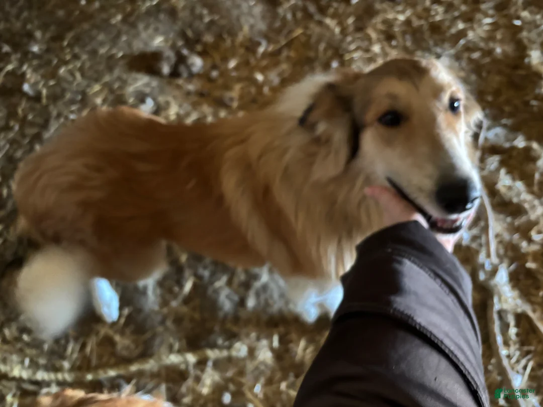 Scotch Collie dogs for sale: Scotch Collie Puppy 2 - Ad 3