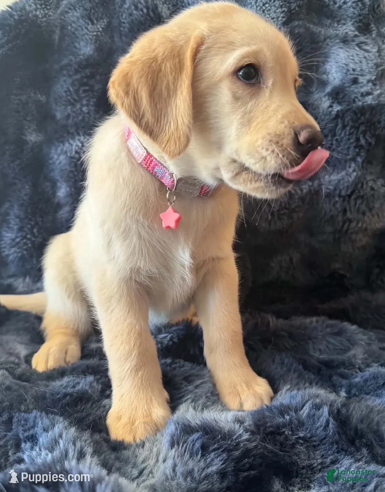 Goldador dogs Purple - Ad 1