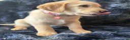 Goldador dogs for sale: Purple - Ad 1