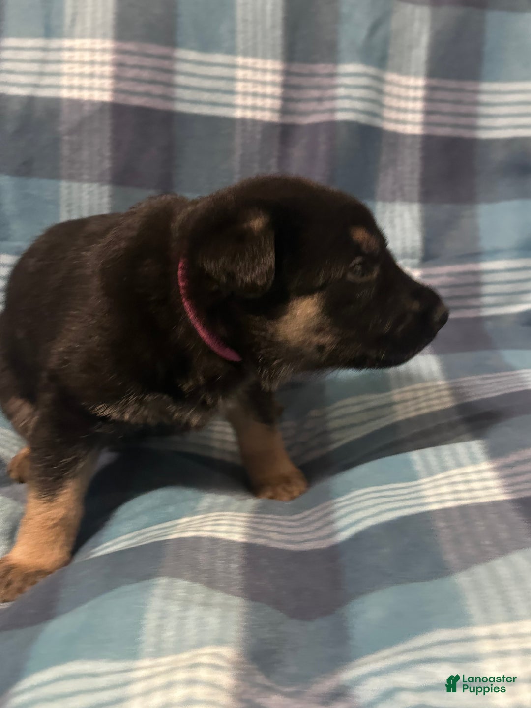 German Shepherd dogs for sale: Gabby - Ad 2