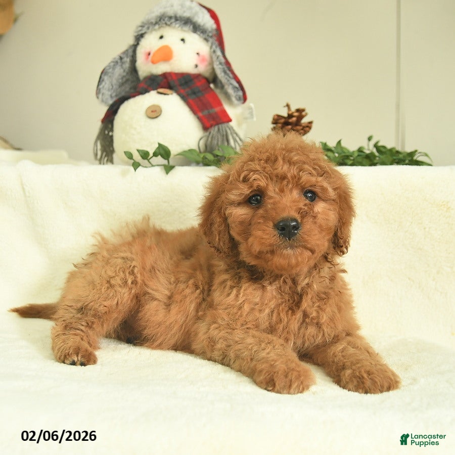Goldendoodle dogs Dawn  - Ad 2