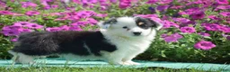 Welsh Corgi Pembroke dogs for sale: Jagger - Ad 6