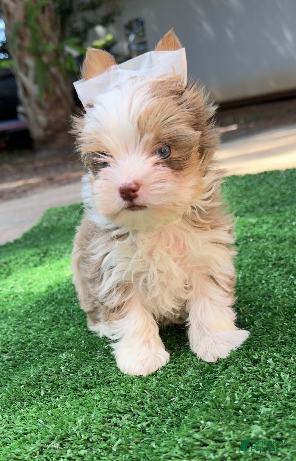 Yorkshire Terrier dogs Zuri - Ad 2
