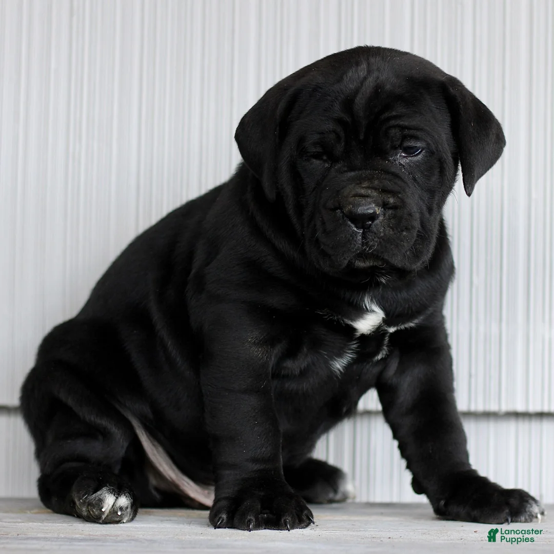 Cane Corso dogs for sale: Newton  - Ad 2