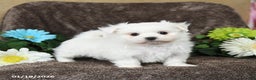 Maltese dogs for sale: Greg - Ad 2