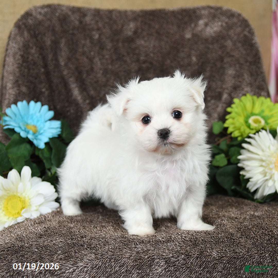 Maltese dogs for sale: Greg - Ad 2