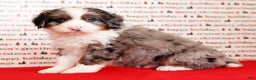 Mini Bernedoodle dogs for sale: River - Ad 7