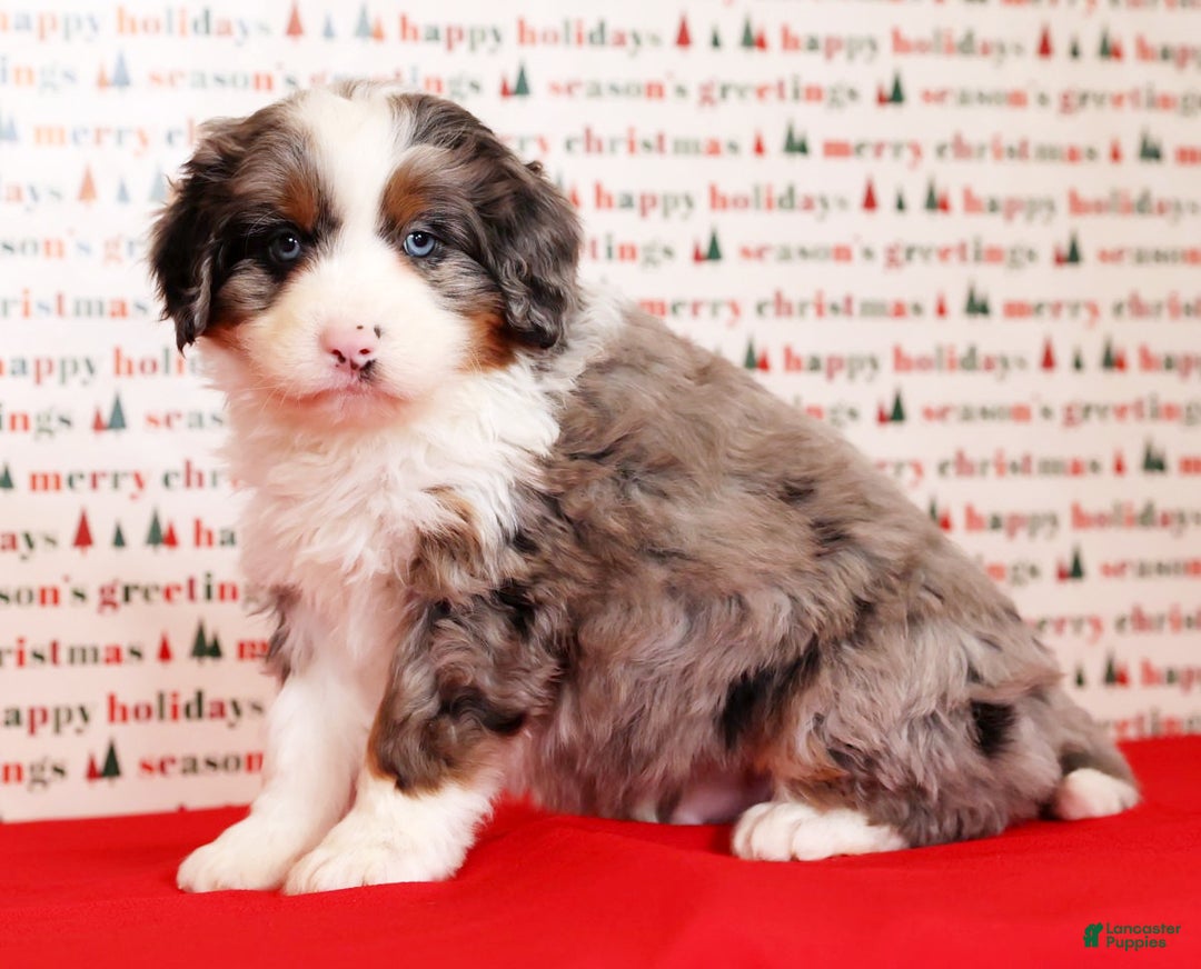 Mini Bernedoodle dogs for sale: River - Ad 7